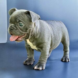 Wella French Bulldog