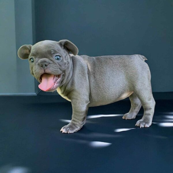 Wella French Bulldog