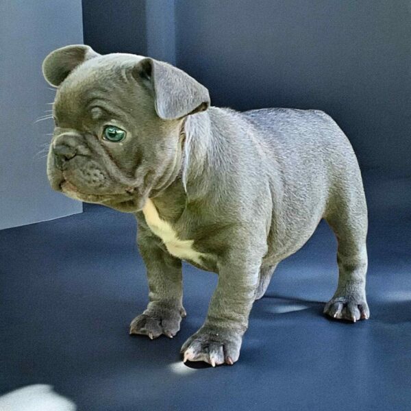 Wella French Bulldog