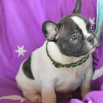 Jackie French Bulldog