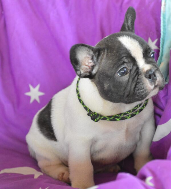 Wolf French Bulldog
