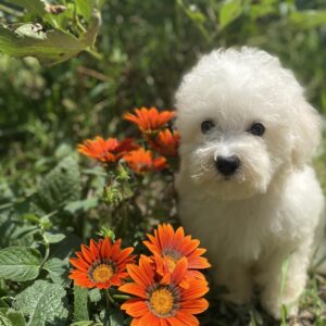 Yenisei Bichon Frise