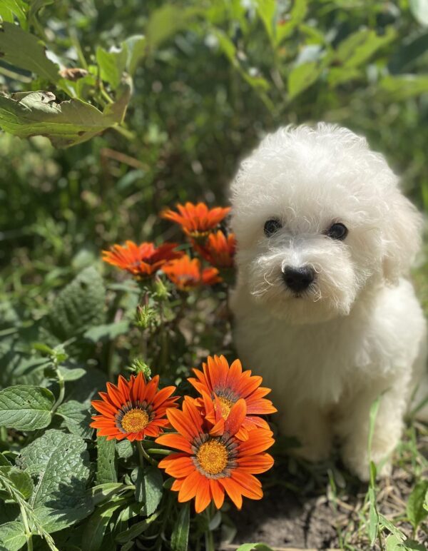 Yenisei Bichon Frise