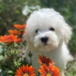 Yenisei-male-Bichon-Frise-puppy-for-sale-1 (2)