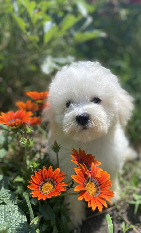 Yenisei Bichon Frise