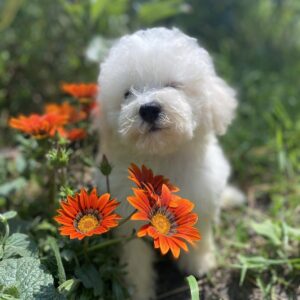 Yenisei Bichon Frise