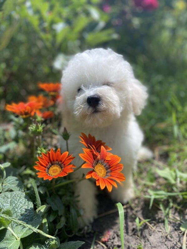 Yenisei Bichon Frise