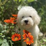 Yenisei-male-Bichon-Frise-puppy-for-sale-1 (4)