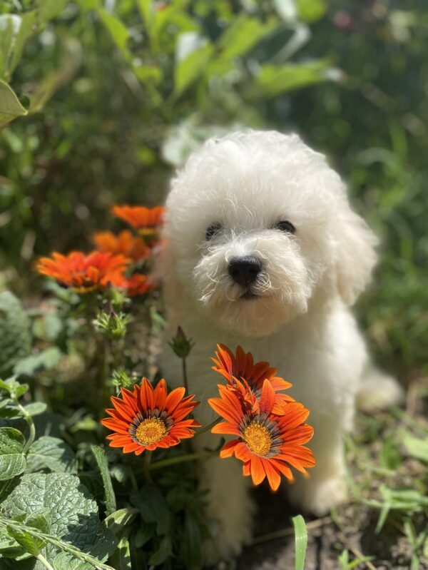 Yenisei Bichon Frise