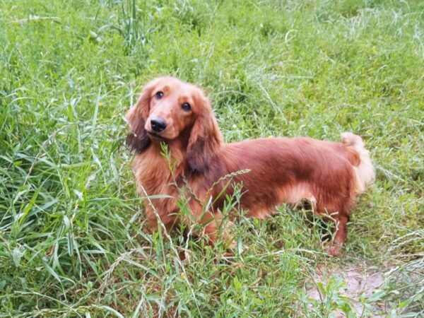 Yuna Dachshund