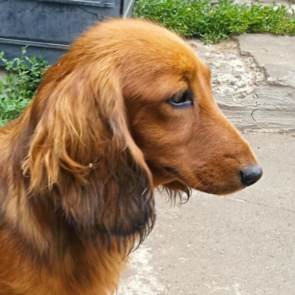 Yuna Dachshund