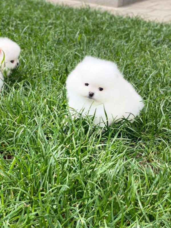 Zacker Pomeranian