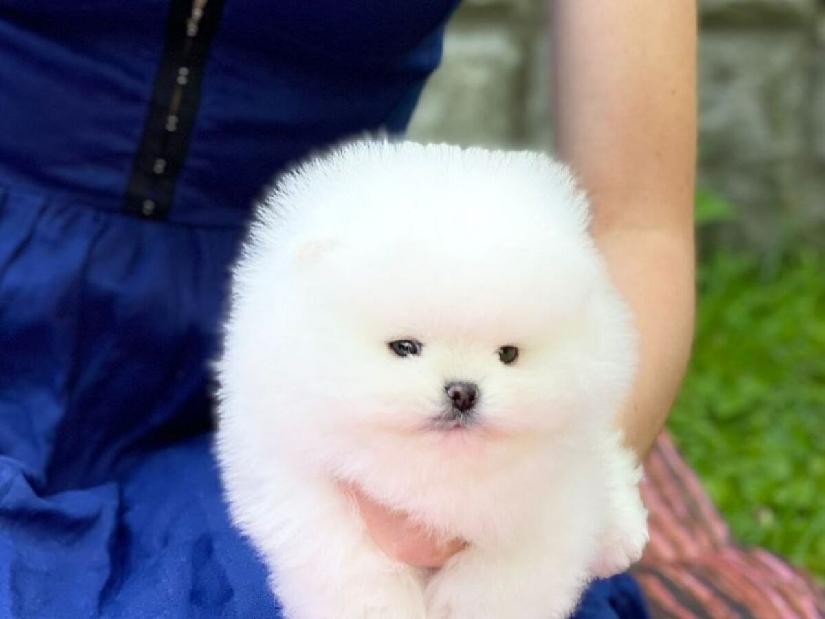 Pomeranian Papillon For Sale Orange Pomeranian/Papillon Mix Male