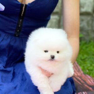 Zacker Pomeranian