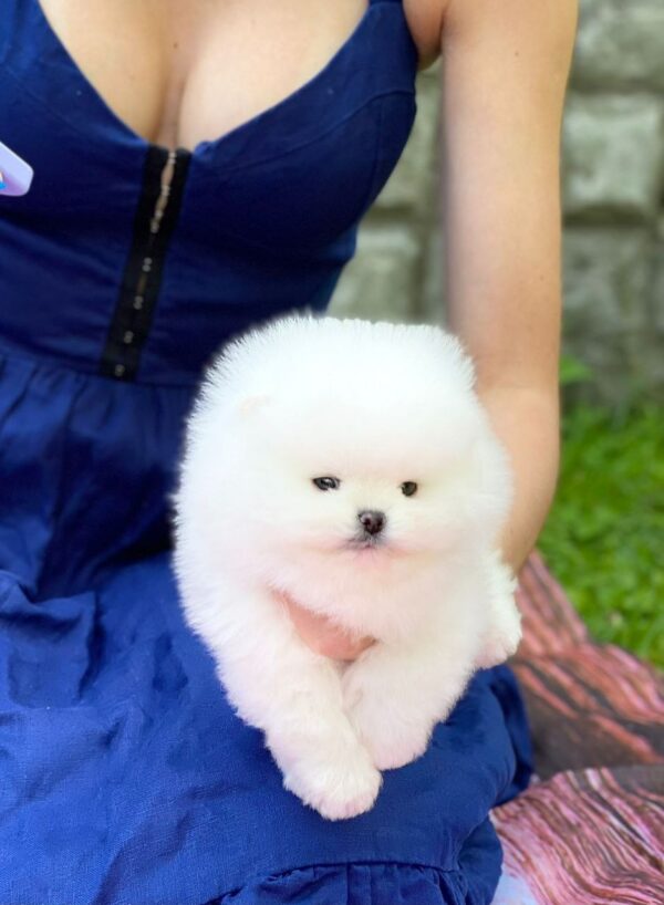 Zacker Pomeranian