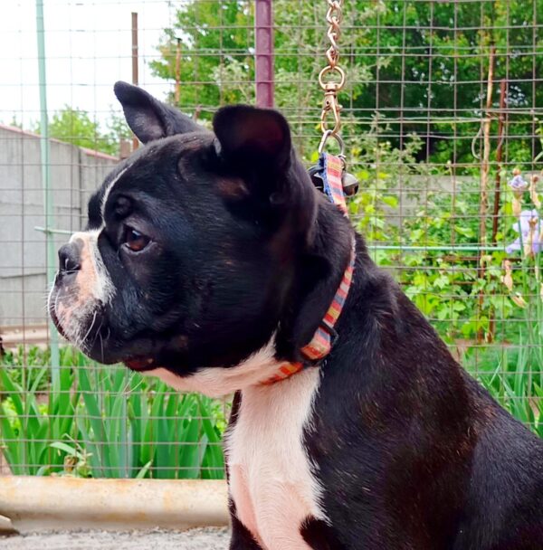 Zander Boston Terrier