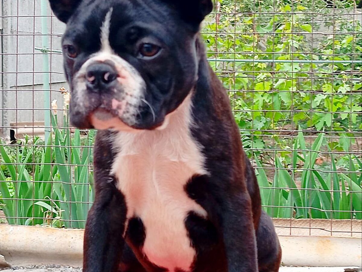 Terrier Dog Breed Buy Boston Terrier Puppies Tell Me About Boston