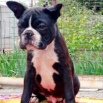 Yumba Boston Terrier