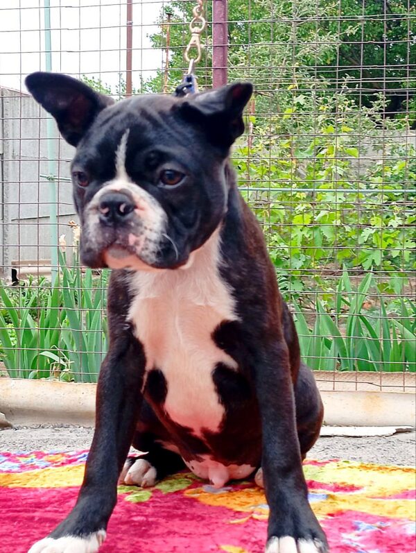 Zander Boston Terrier