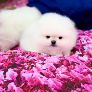 Zango Pomeranian