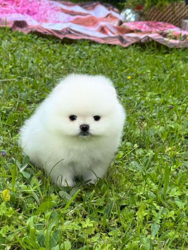 Zango Pomeranian