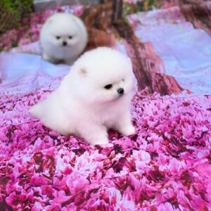 Zango Pomeranian