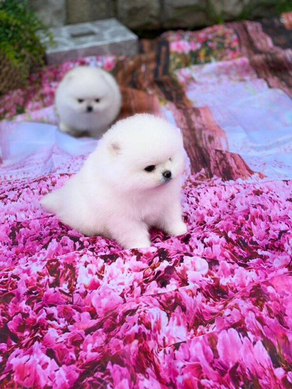 Zango Pomeranian
