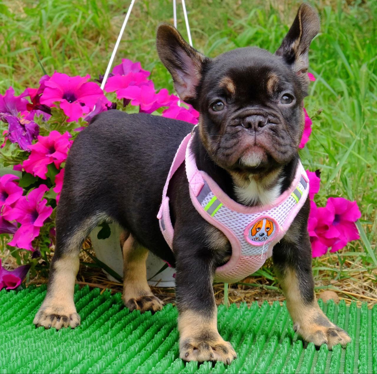 Bull Dog Frenchies For Sale Near Me Cheap Pied Female Frenchie For