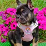 Zayka-female-French-bulldog-puppy-for-sale-2