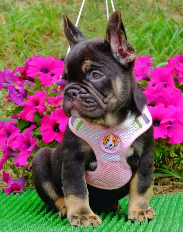 Zayka French Bulldog