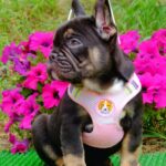 Zayka-female-French-bulldog-puppy-for-sale-3
