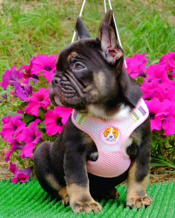 Zayka French Bulldog