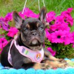 Zayka-female-French-bulldog-puppy-for-sale-4