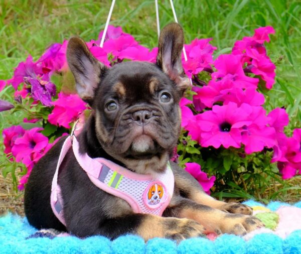 Zayka French Bulldog