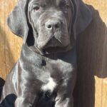 Jella Cane Corso