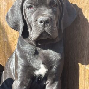 Zhanna Cane Corso