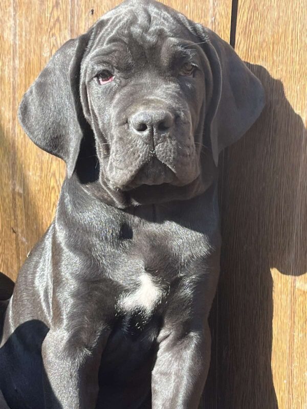Zhanna Cane Corso