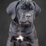 Zhanna-female-cane-corso-puppy-for-sale-1 (2)