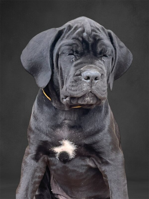 Zhanna Cane Corso