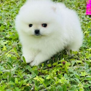 Zoiss Pomeranian