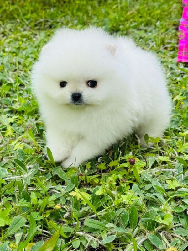 Zoiss Pomeranian