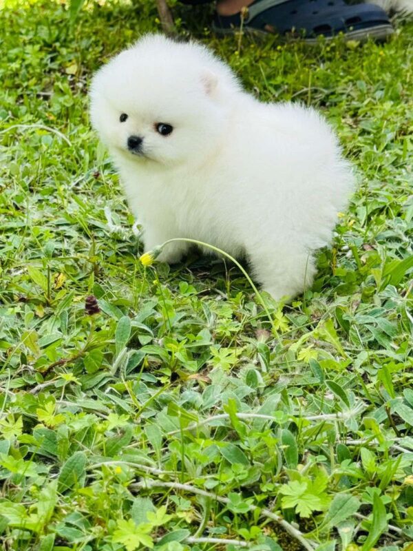 Zoiss Pomeranian