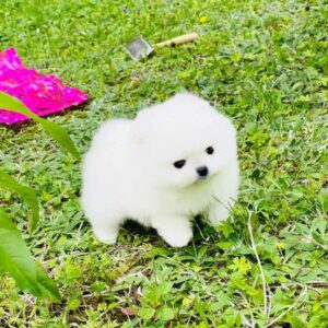 Zoiss Pomeranian