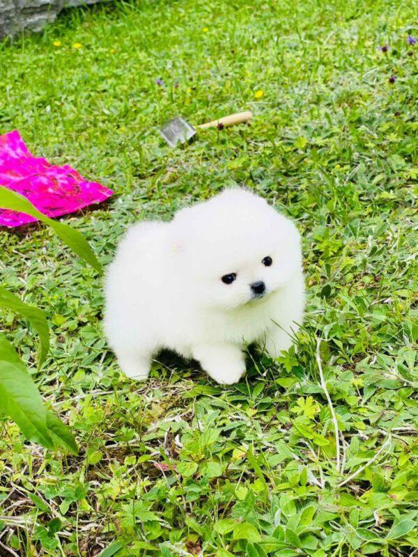 Zoiss Pomeranian