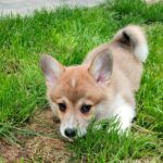 Abeles-male-Welsh-Corgi-puppy-for-sale-1