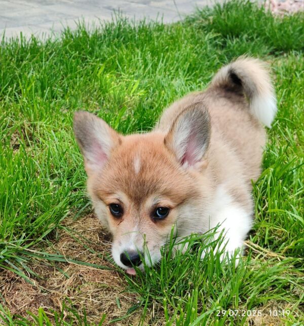 Abeles Welsh Corgi