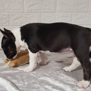 Abigail Miniature Bull Terrier