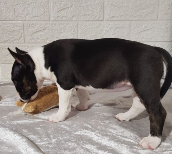 Abigail Miniature Bull Terrier