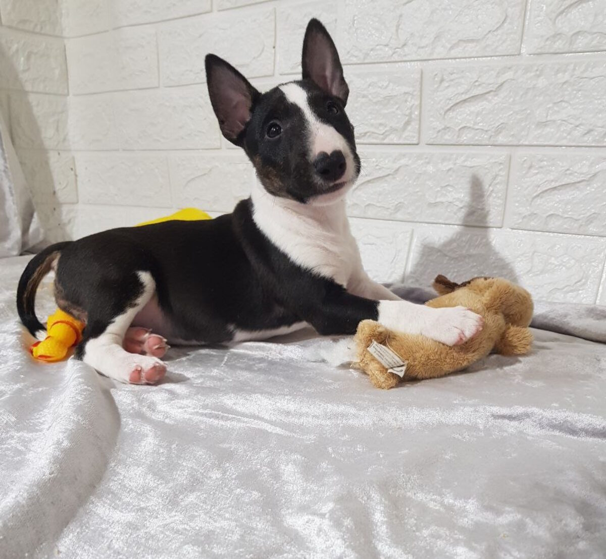 Miniature Bull American Bull Terrier Puppy Bull Terrier Dog Breed