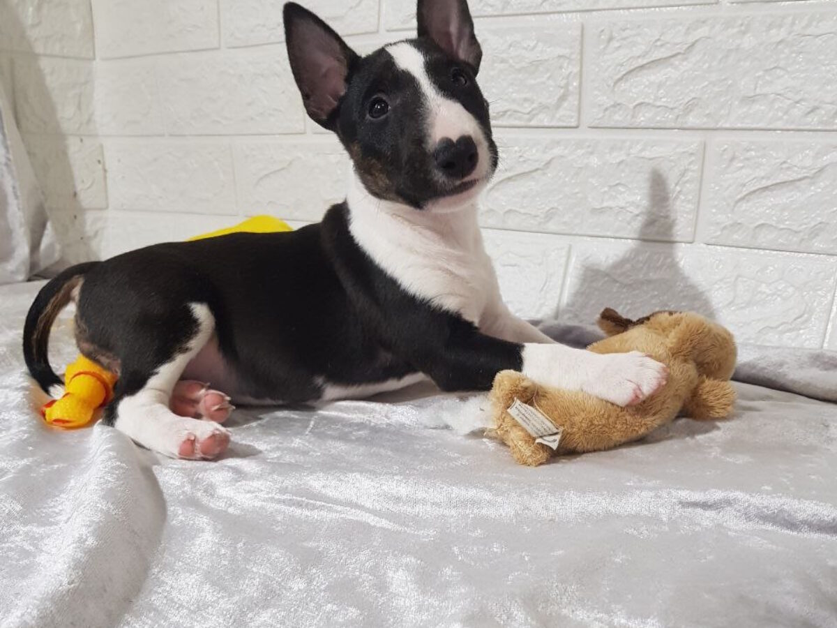 Miniature English Bull Terrier Puppies For Sale Kennel Club